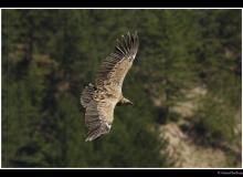Vautour fauve