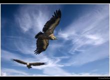 Vautour fauve