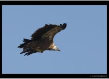 Vautour fauve