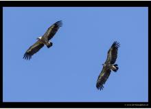 Vautour fauve