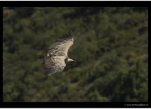Vautour fauve