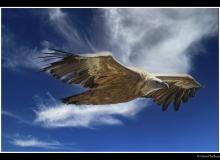 Vautour fauve