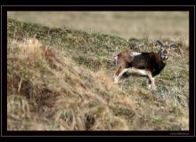 Mouflon dans la rŽgion de Torgon