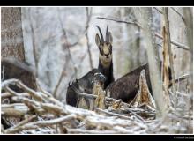 Chamois