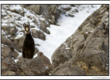 Chamois