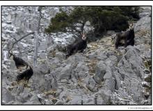 Chamois