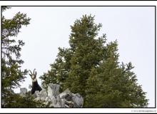 Chamois