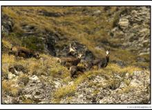 Chamois