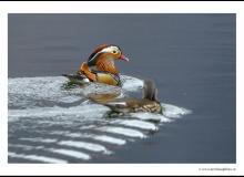 Canard mandarin