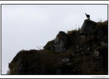 Chamois
