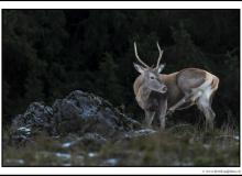 Cerf