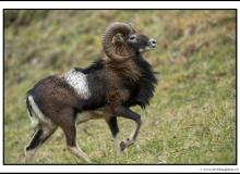 Mouflon