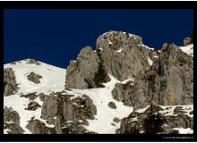 Bouquetin