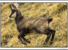 Chamois