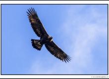 Aigle