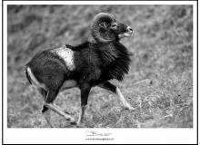 Mouflon