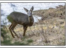 Biche