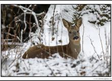 Biche