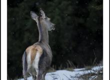 Biche