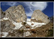 Bouquetin