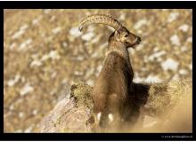Bouquetin
