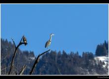 Buse et heron cendre