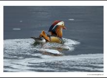 Canard mandarin