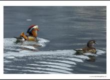 Canard mandarin