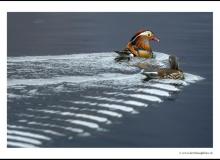 Canard mandarin