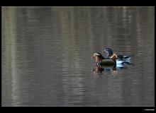 Canard mandarin