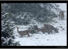 Cerf