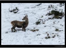 Cerf