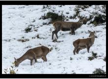 Cerf
