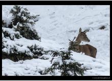 Cerf