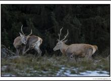 Cerf
