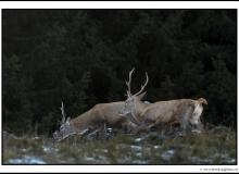 Cerf