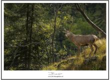 Cerf