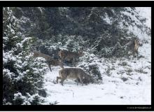 Cerf