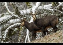 Chamois