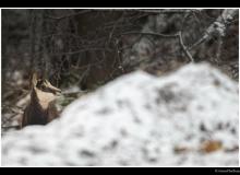 Chamois