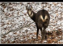 Chamois