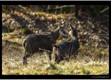 Chamois