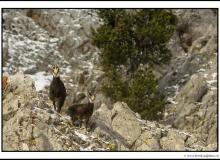 Chamois