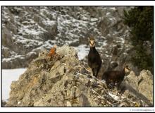 Chamois