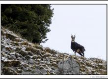 Chamois