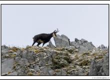 Chamois