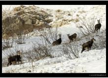 Chamois
