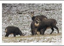 Chamois