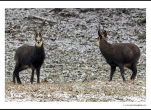 Chamois