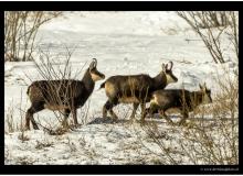 Chamois